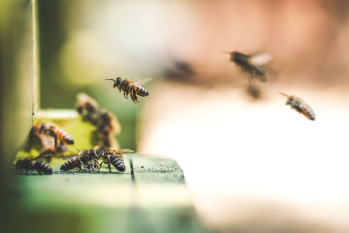 Be Prepared for Bee Season this Summer