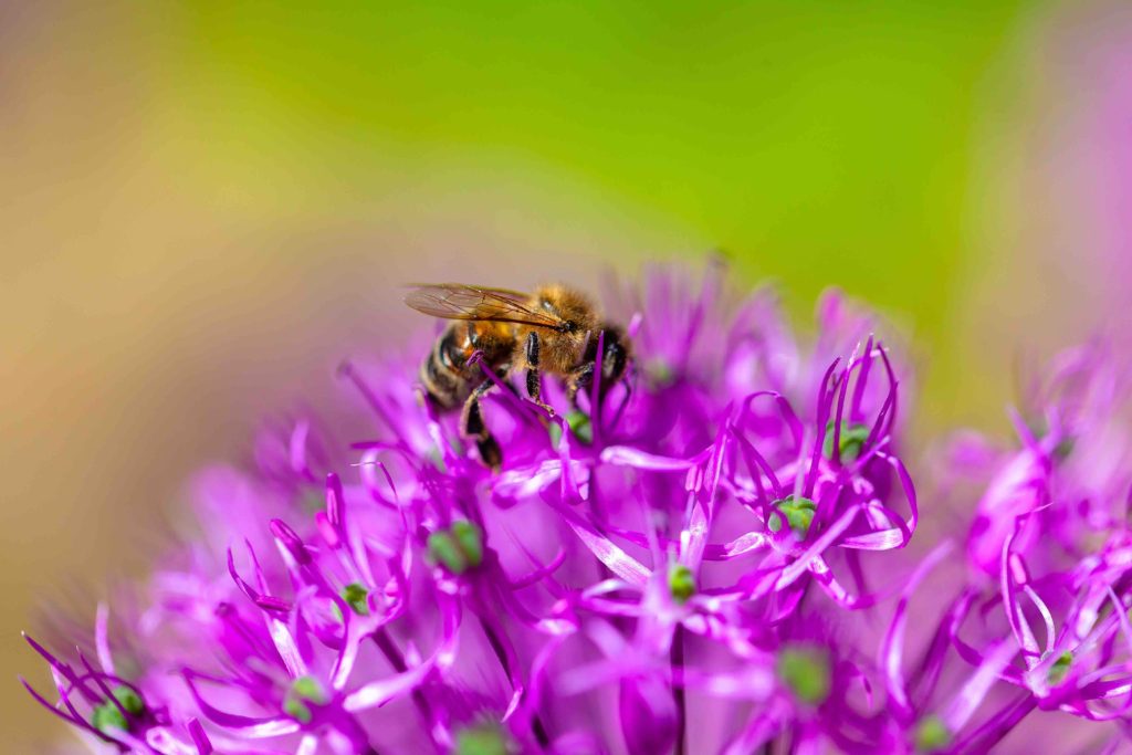 bee allergy anaphylaxis