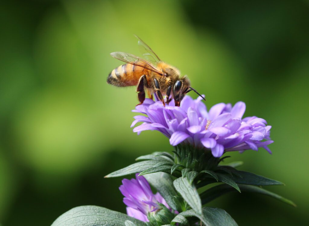 do not disturb bee nest